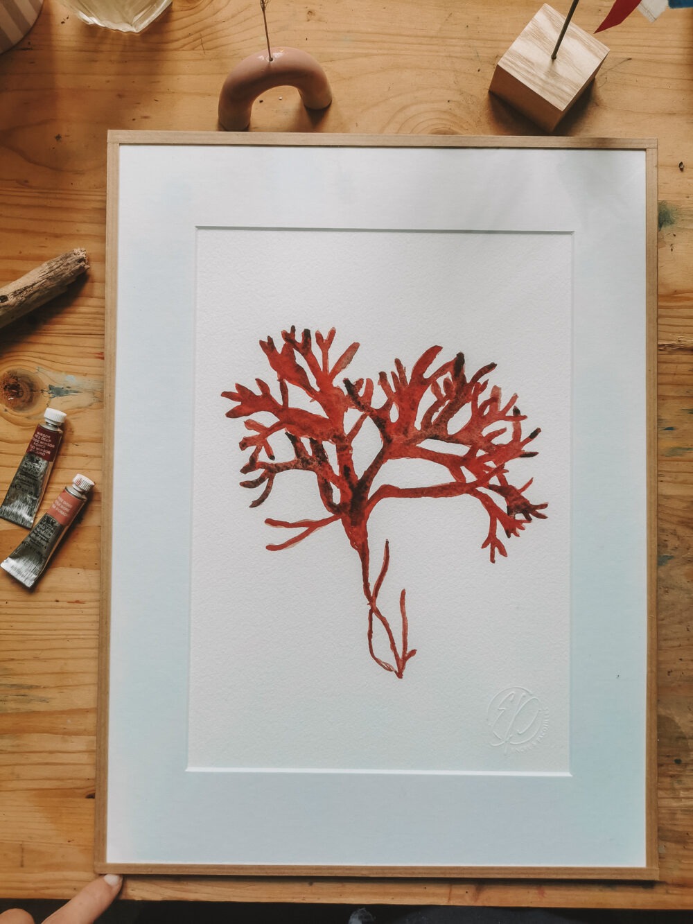Corail- A4 encadré – Image 2
