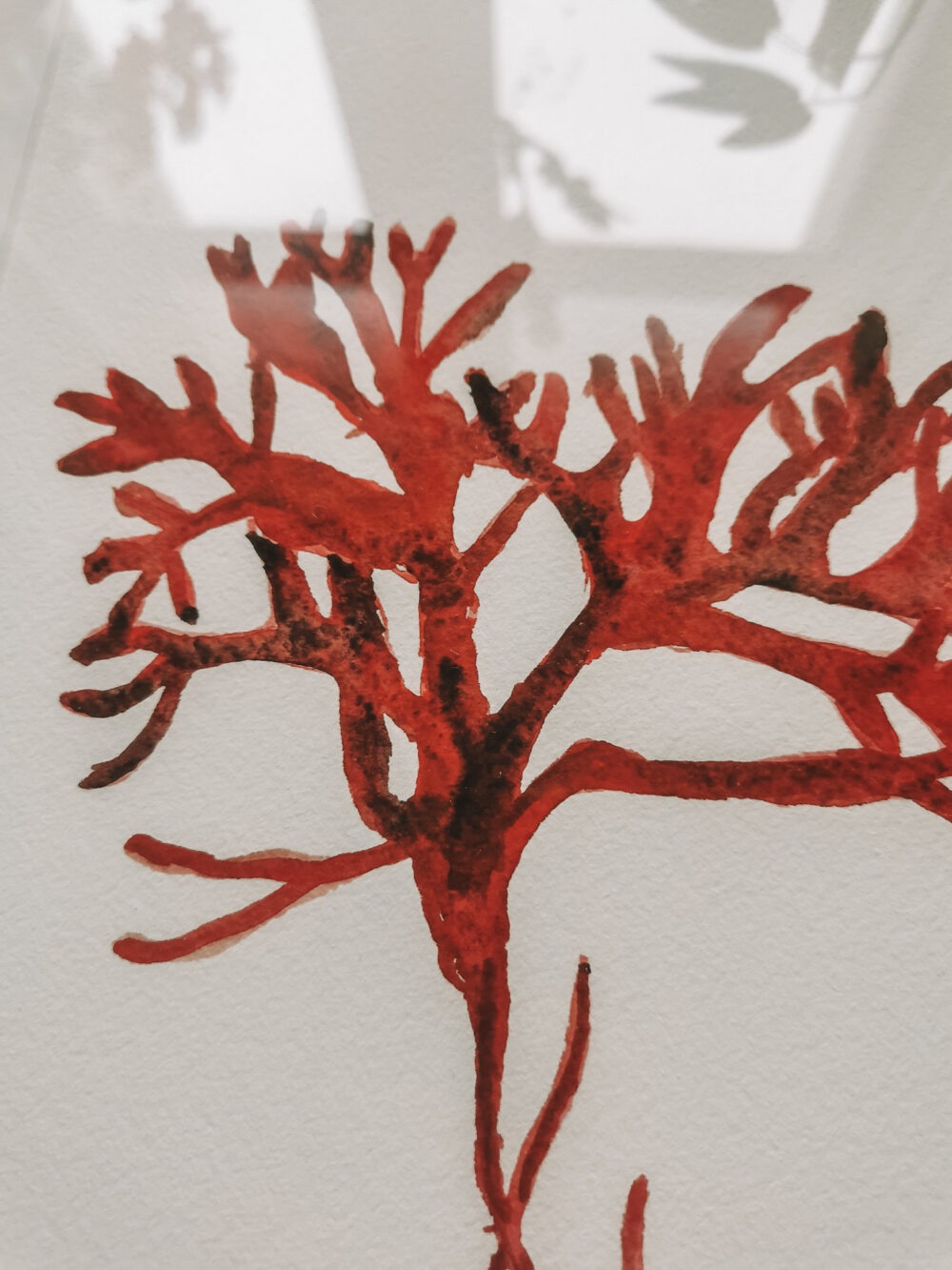 Corail- A4 encadré – Image 4